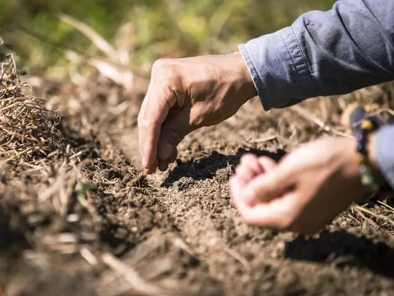 A farmer plants seeds by hand.
