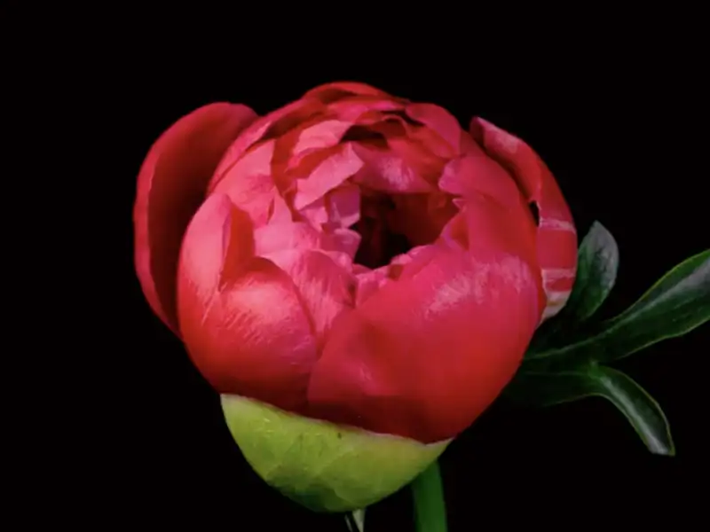 Closeup of a red rose.