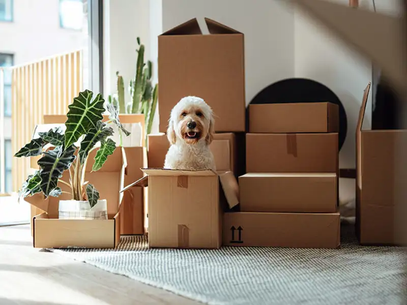 A fluffy dog greets you from inside a stack of cardboard moving boxes.