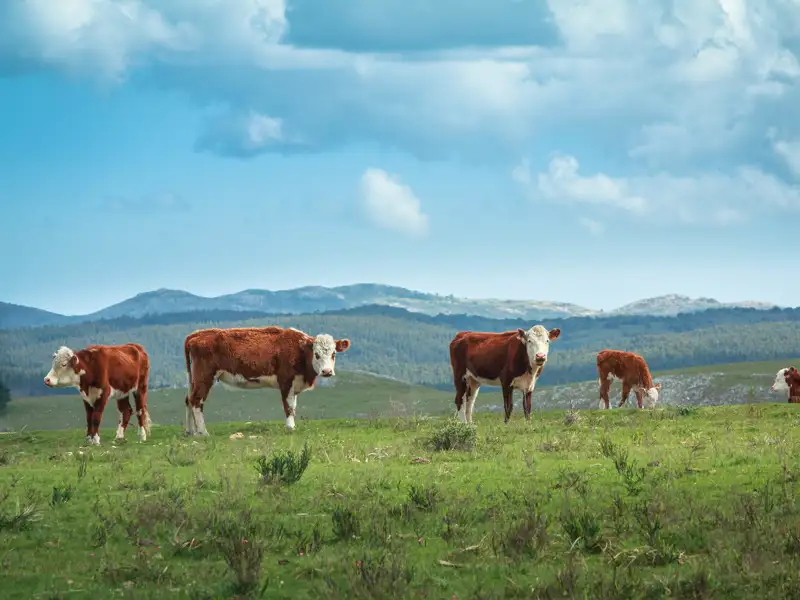 Cattle graze in a grassy mountain valley.