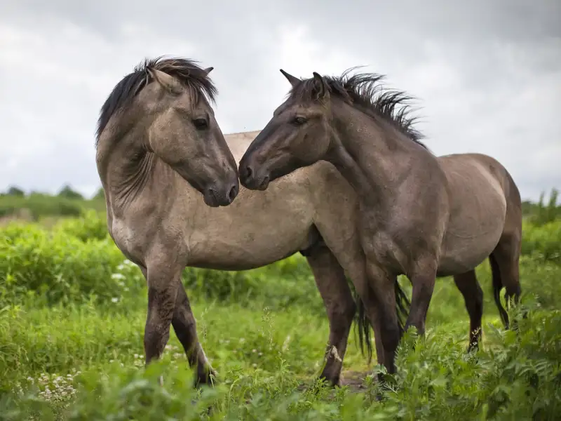 Two horse touch noses as they frolic in a pasture.