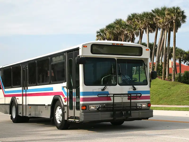 A city bus drives along a street flanked with palm trees.