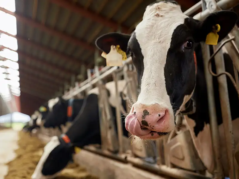 A dairy cow looks at the camera in a feed lot.