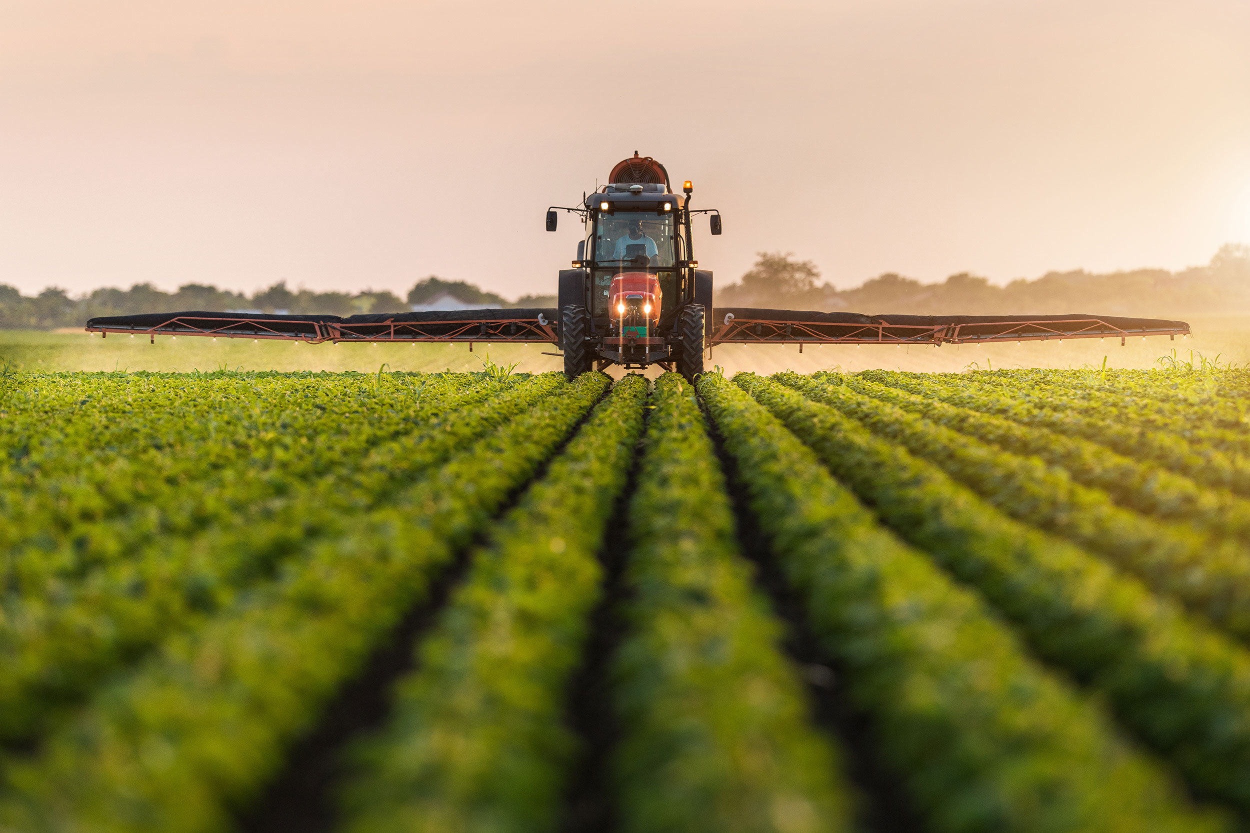 A tractor sprays rows of crops in a green field.