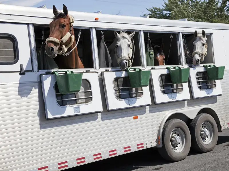 Horses put their heads out the windows of a specialized trailer.