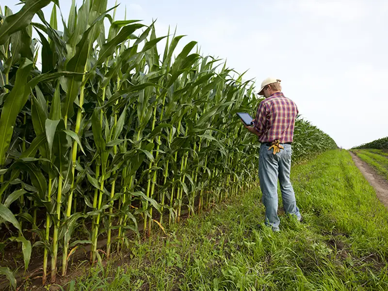 A farmer inspects crops while referencing information on a tablet.