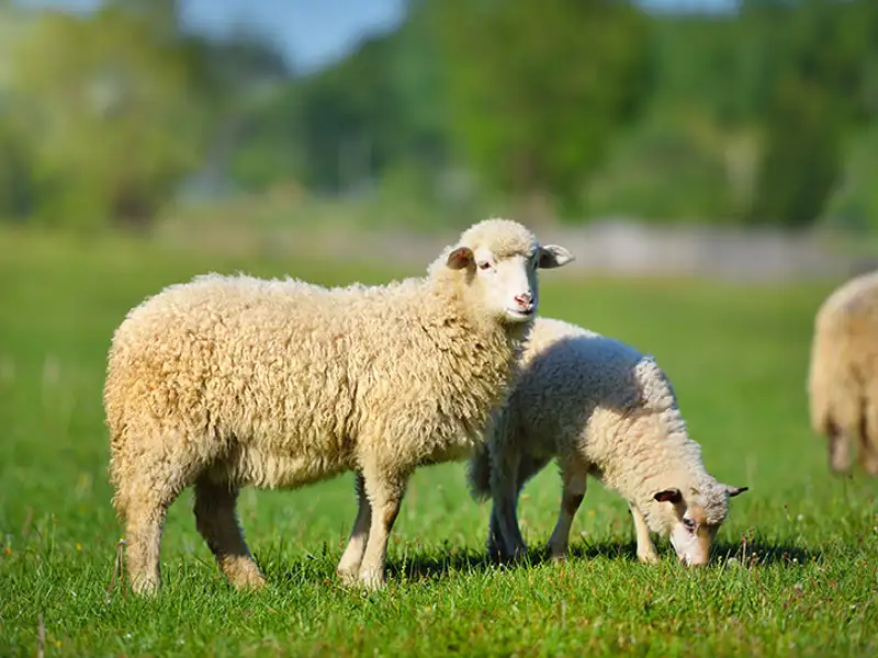 Sheep graze in a grassy field.